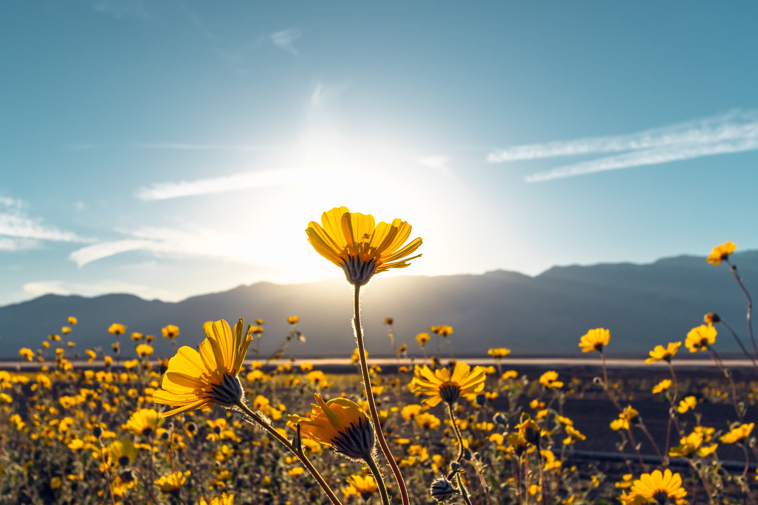 Death Valley Wildflowers